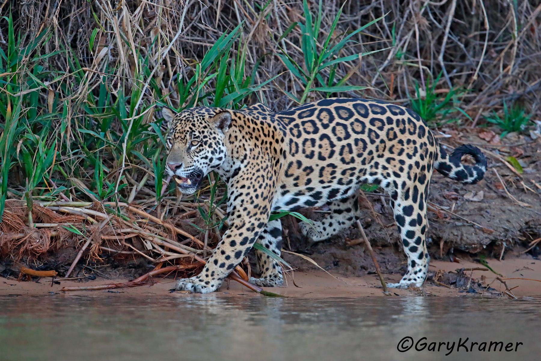 Jaguar (Puma onca) - SMJp#249d