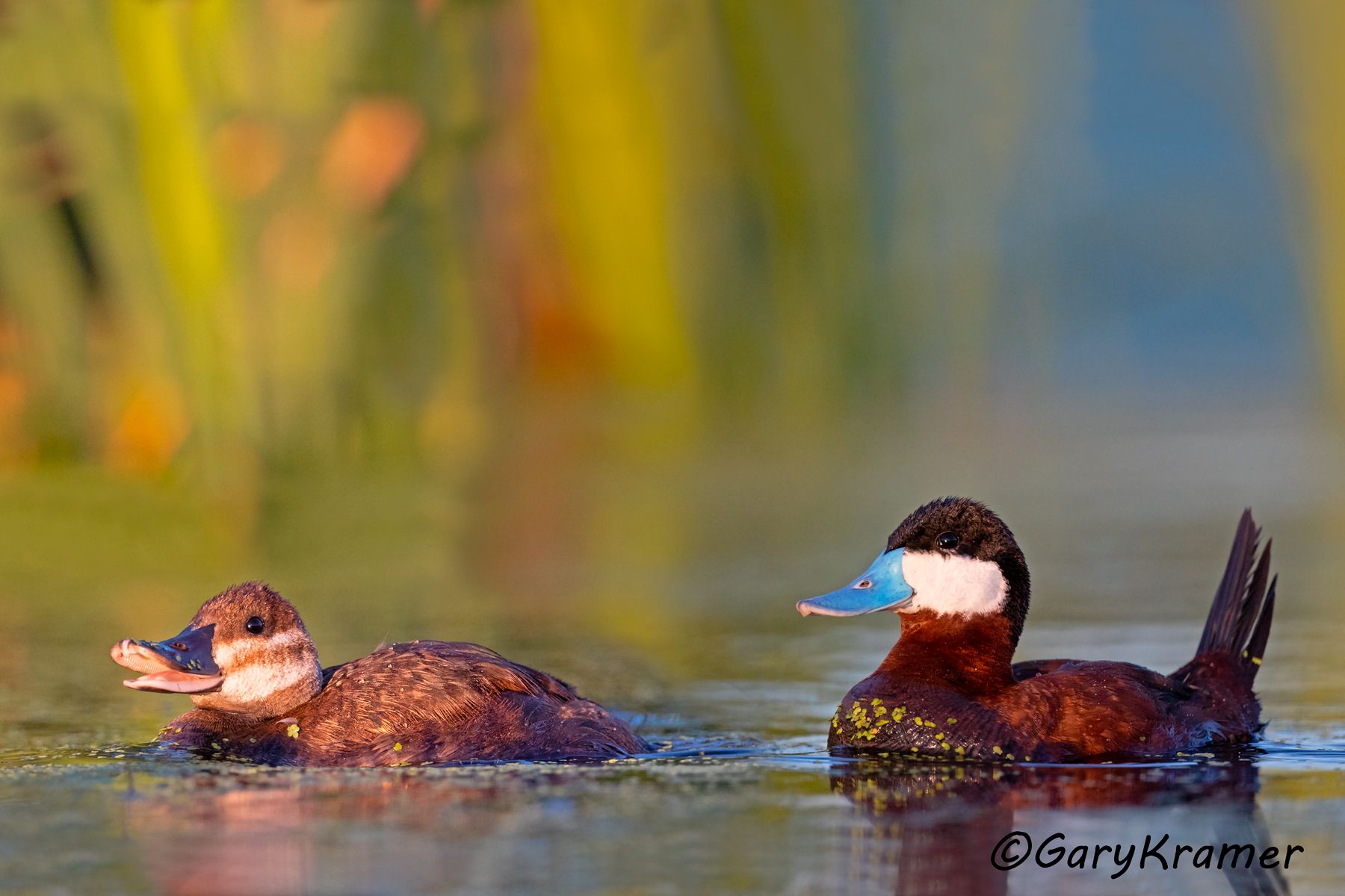 Ruddy Duck (spring) (Oxyura jamaicensis) Ruddy Duck (spring) (Oxyura jamaicensis) - NBWRs#1346d