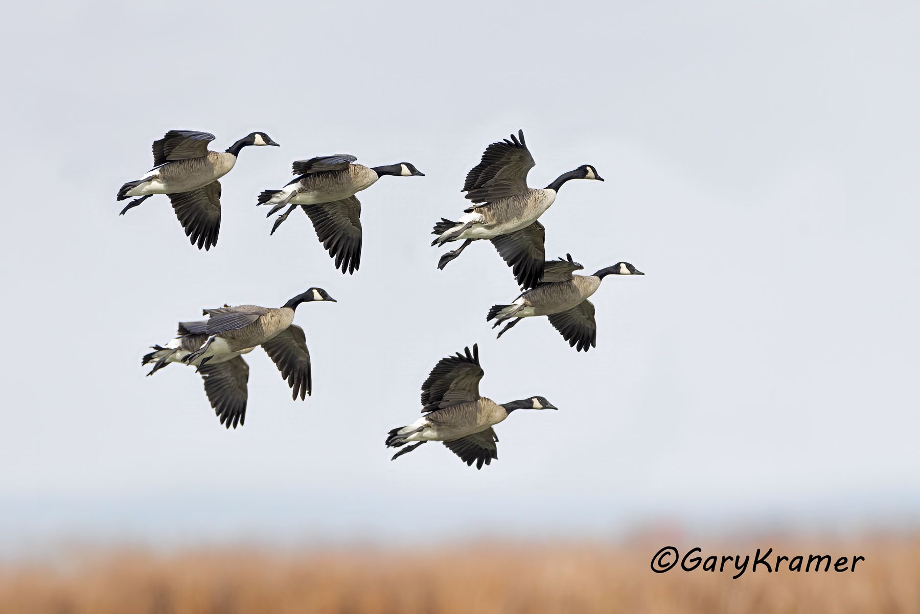 Canada Goose (Giant) (Branta canadensis) - NBWCg#1906d(2)