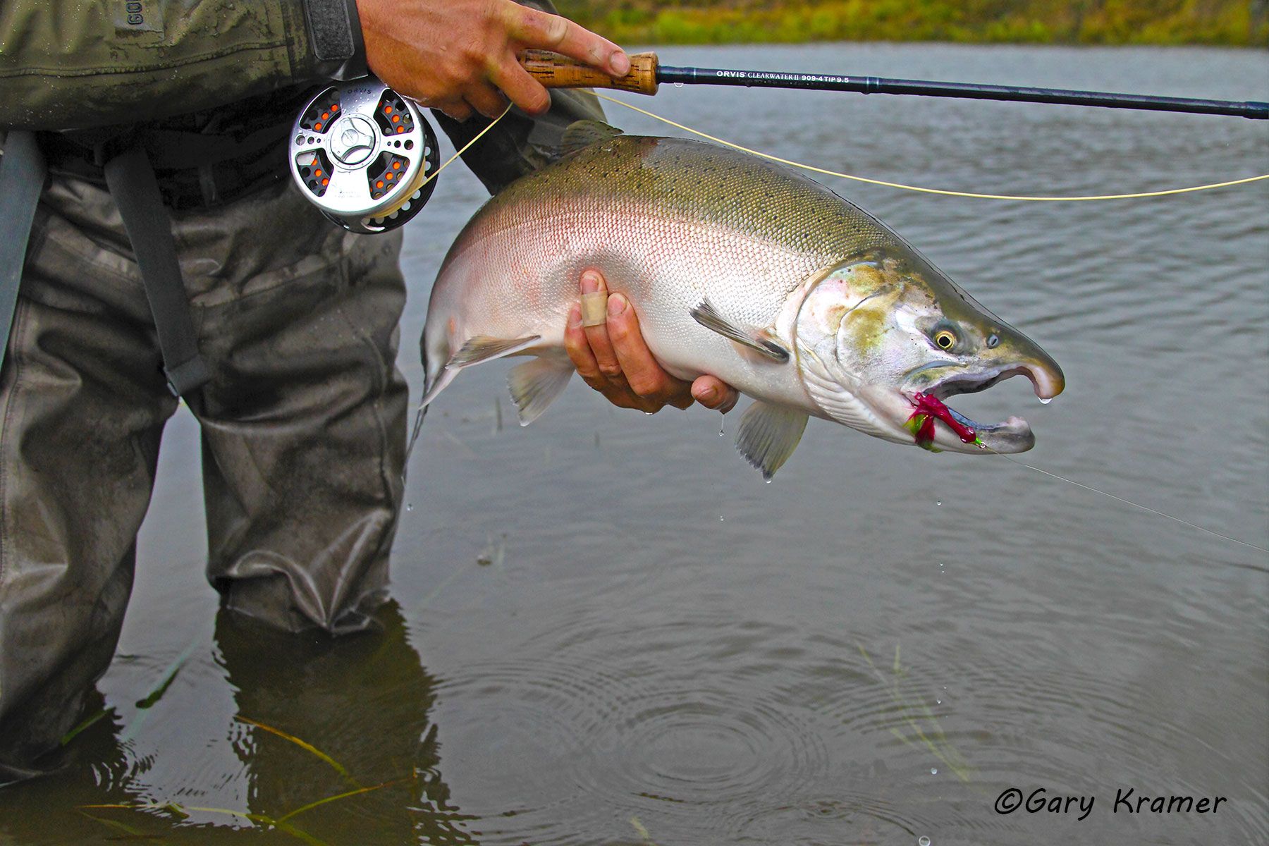 Silver (Coho) Salmon w/flyfishing tackle - NFASf#034d