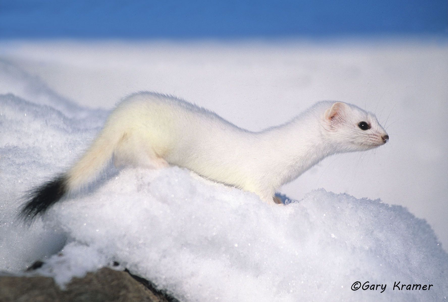 Short-tailed Weasel (Ermine) (Mustela erminea) by GaryKramer.net, 530-934-3873, gkramer@cwo.com - Published:  Silver Creek Press Wildlife Calendar 2009 Short-tailed Weasel (Ermine) (Mustela erminea) - NMMWs#024