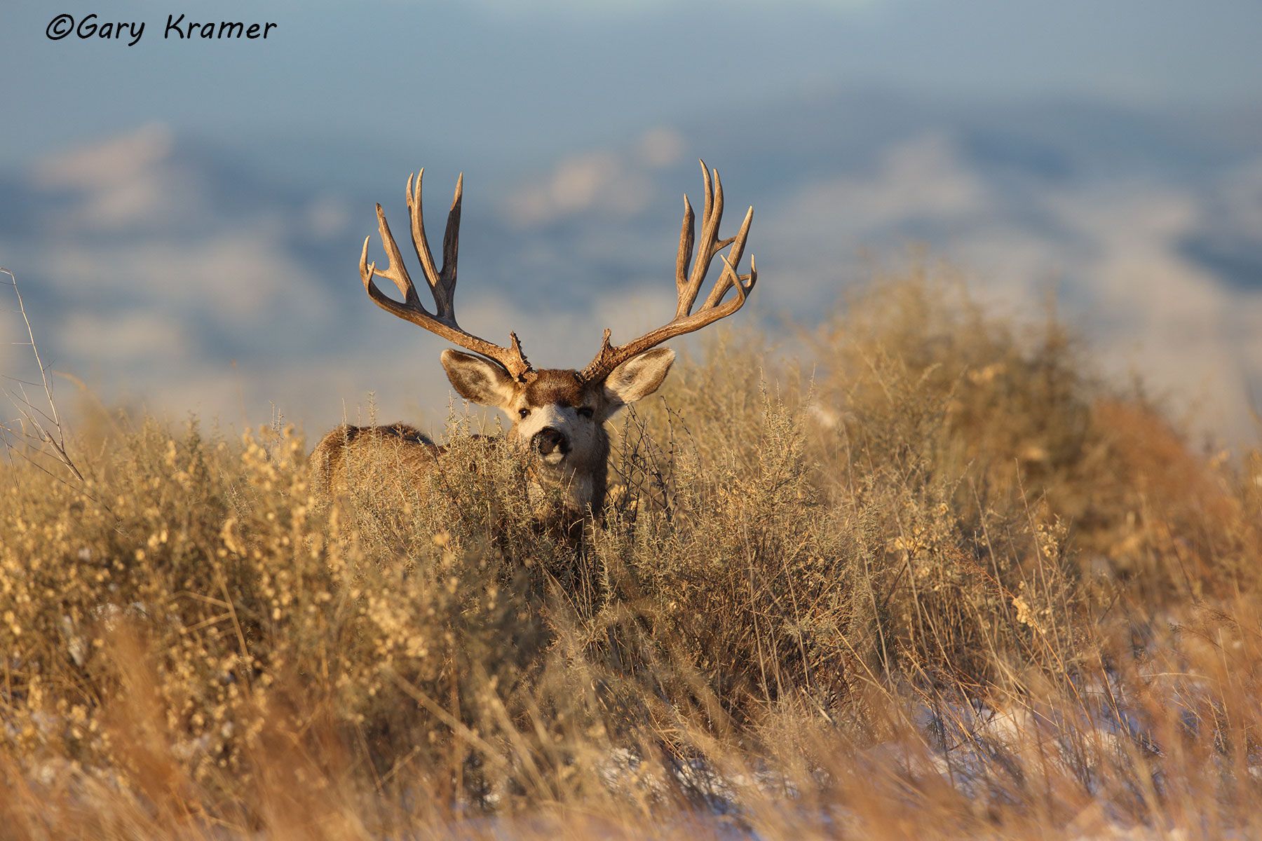 Mule Deer (Odocoileus hemionus hemionus) by GaryKramer.net, 530-934-3873, gkramer@cwo.com Mule Deer (Odocoileus hemionus hemionus) - NMDM#2440d