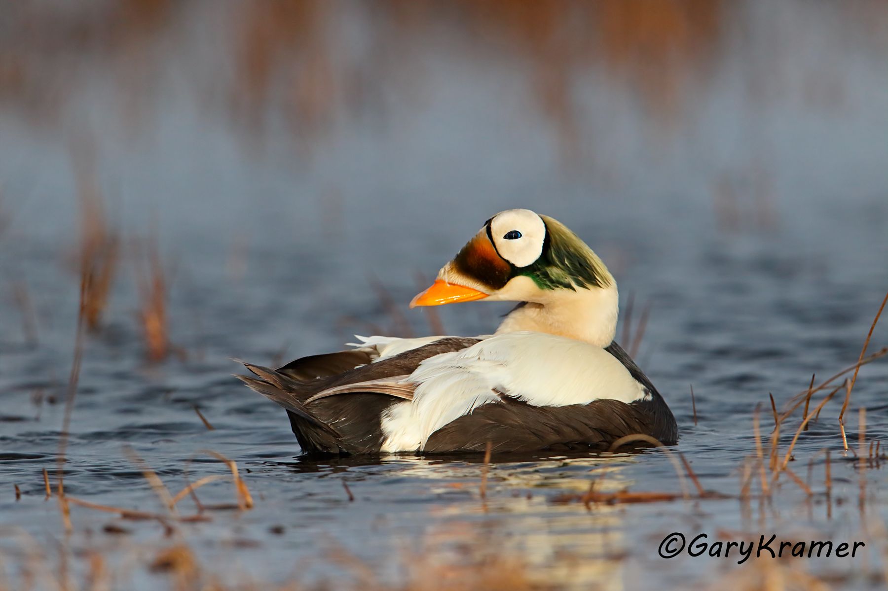 Spectacled Eider (Somateria fischeri) Spectacled Eider (Somateria fischeri) - NBWEs#333d