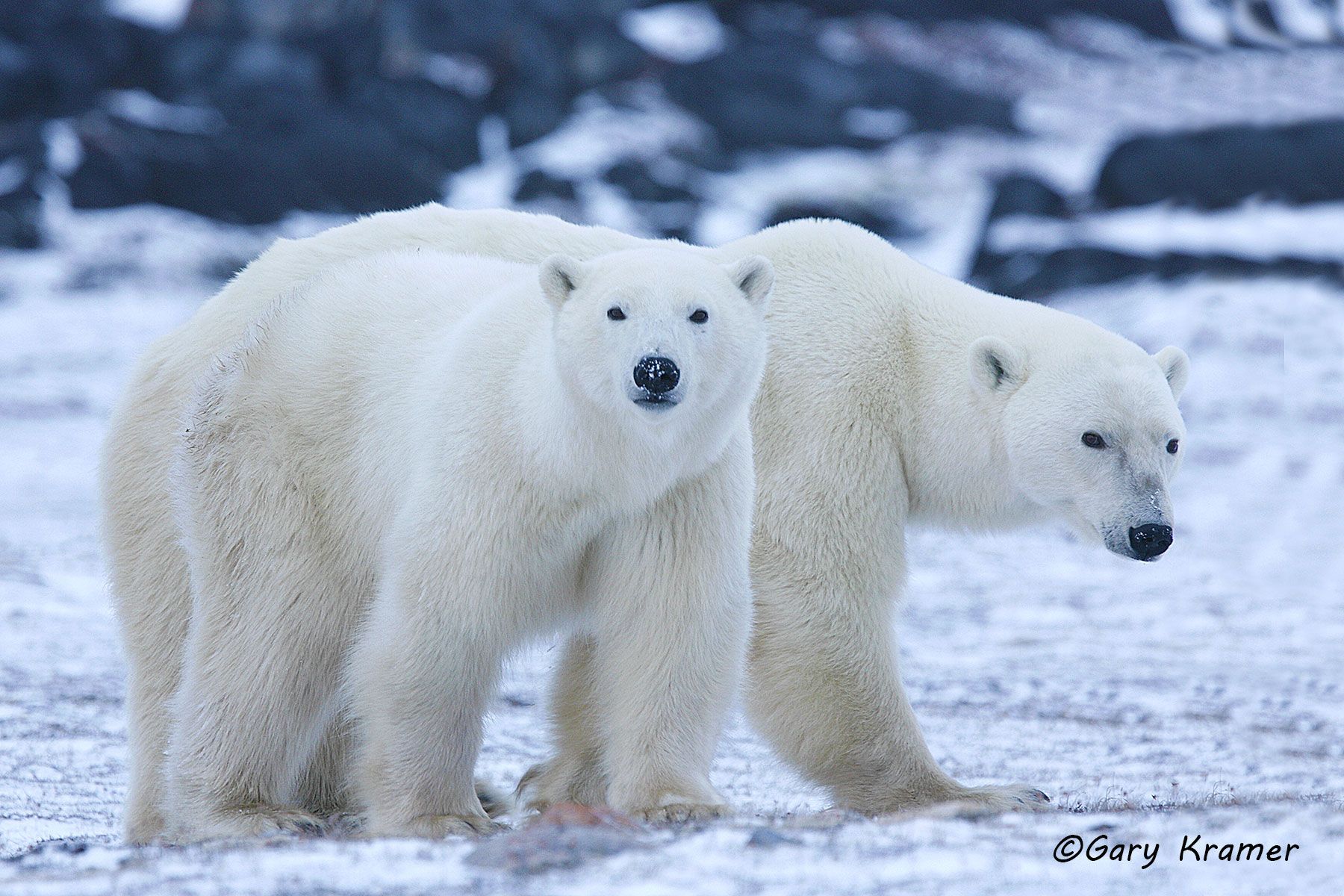 Polar Bear (Thalarctos maritimus) by GaryKramer.net, 530-934-3873, gkramer@cwo.com Polar Bear (Thalarctos maritinus) - NMBP#079d