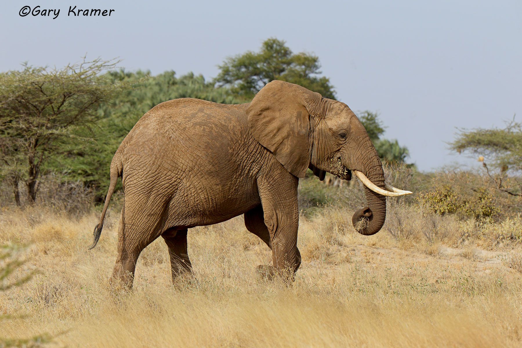 African Elephant (Loxodonta africana) African Elephant (Loxodonta africana) - AME#952d