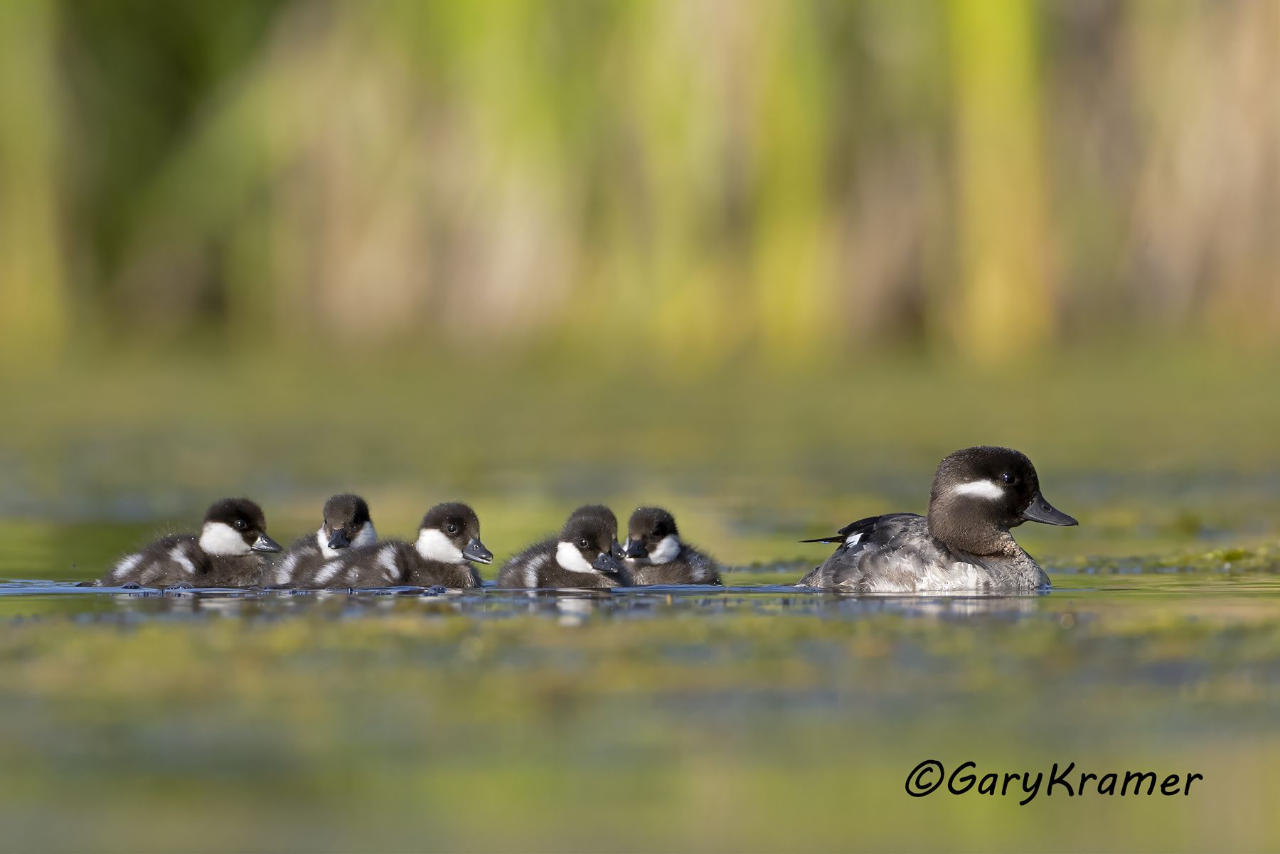 Bufflehead (Bucephala albeola) Bufflehead (Bucephala albeola) - NBWB#685d