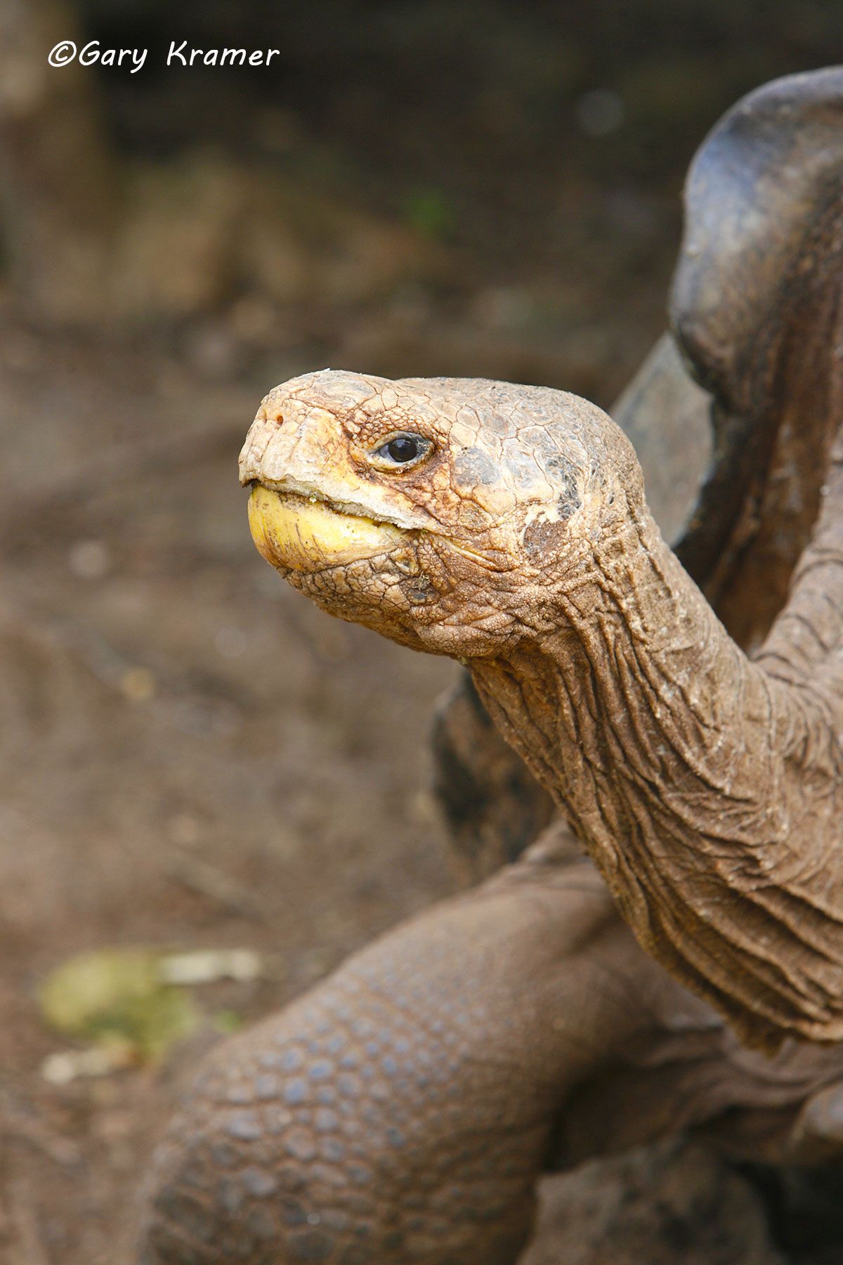Giant Tortoise (Galapagos) (Geochelone elephantopus) - SRTgl#026d.jpg