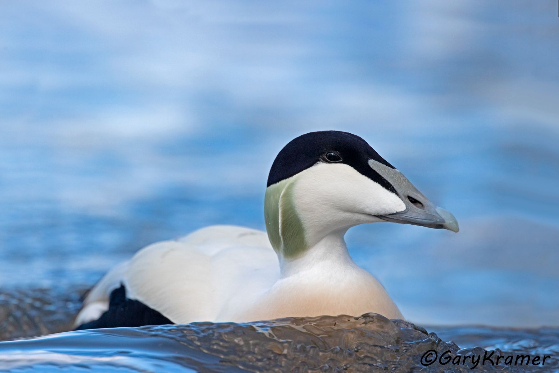 Common Eider (European) (Somateria mollissima)  Common Eider (European) (Somateria mollissima) - EBWEe#063d