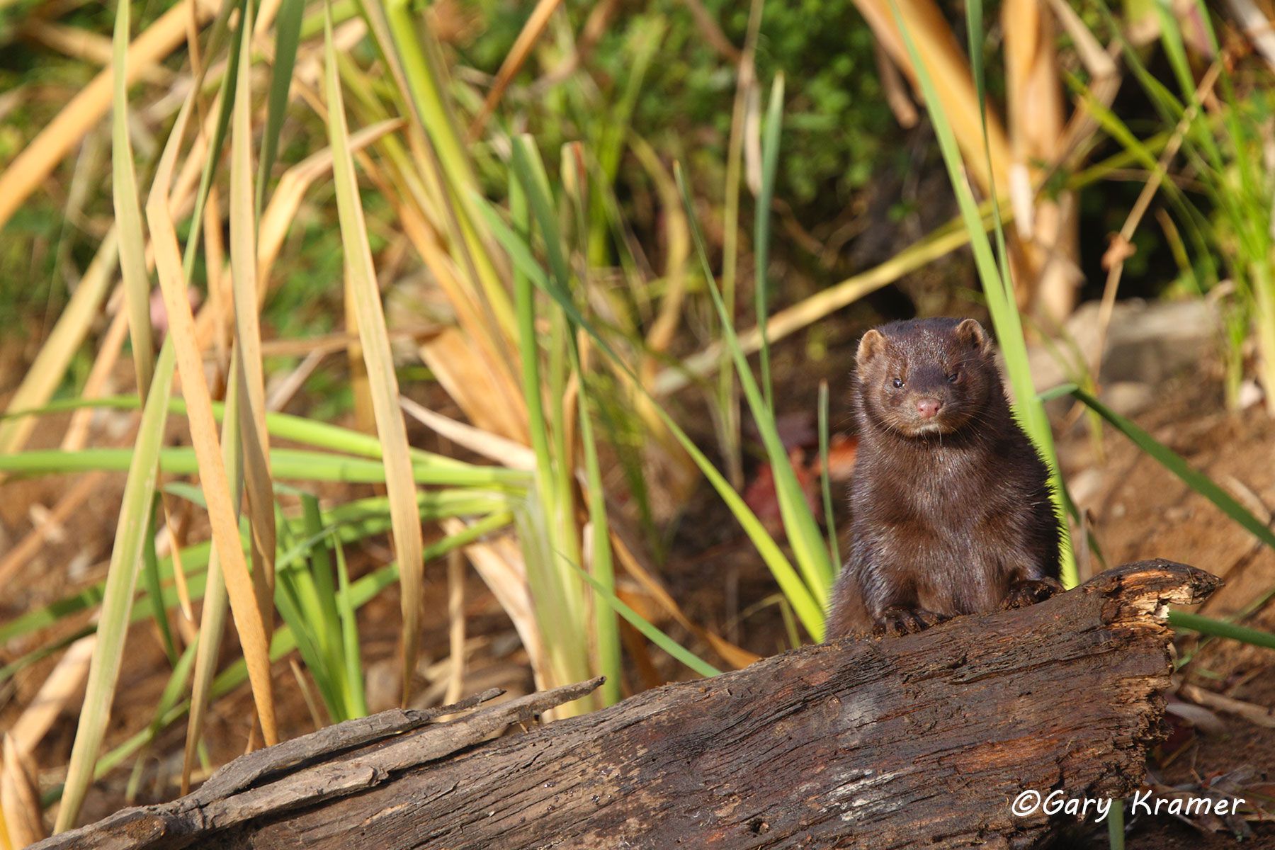 Mink (Mustela vison) by GaryKramer.net, 530-934-3873, gkramer@cwo.com Mink (Mustela vison) - NMMk#182d