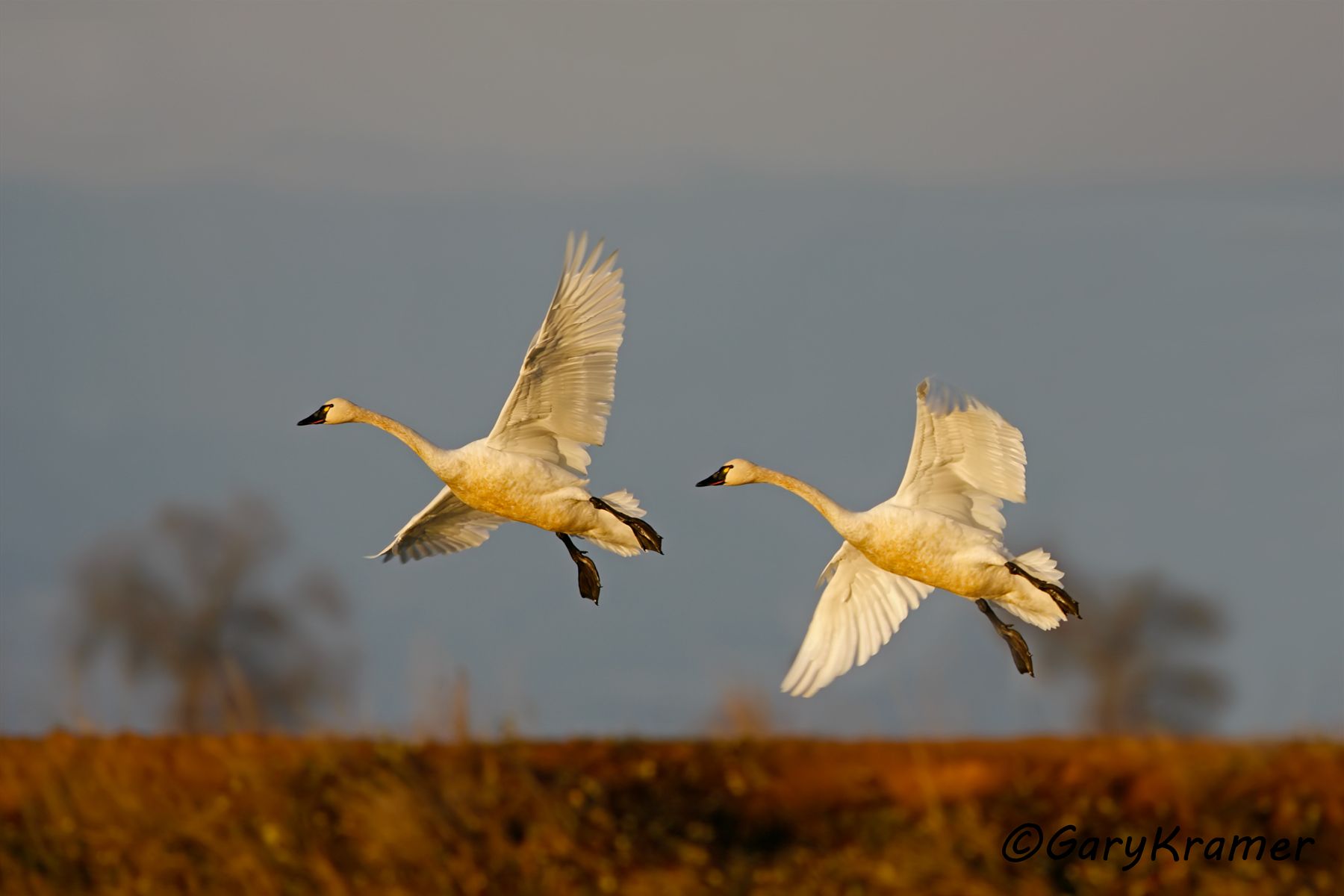 Tundra Swan (Cygnus columbianus)  Tundra Swan (Cygnus columbianus) - NBWT#183d(2)