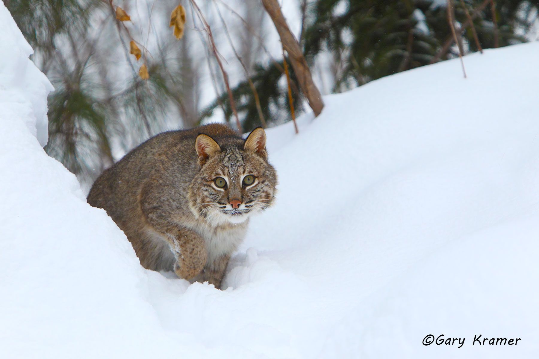 Bobcat (Lynx rufus) by GaryKramer.net, 530-934-3873, gkramer@cwo.com Bobcat (Lynx rufus) - NMCB#290d