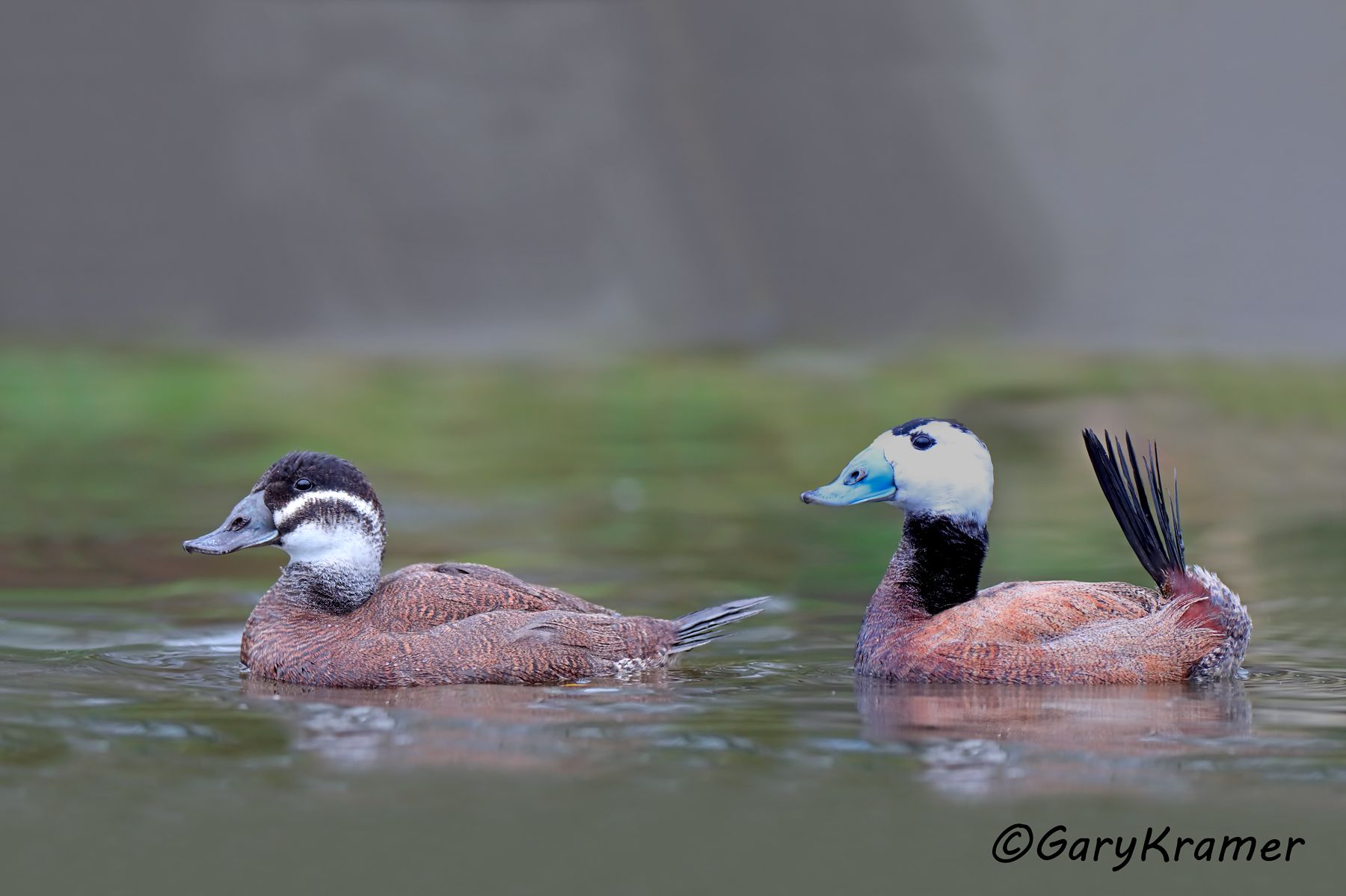 White-headed Duck (Oxyura leucocephala)  White-headed Duck (Oxyura leucocephala) - EBWWh#176d(2)