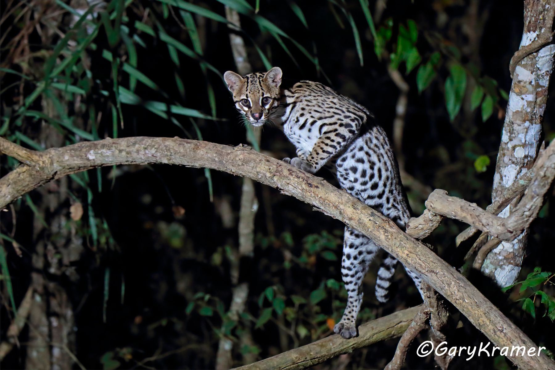 Ocelot (Leopardus pardalis) - SMLo#066d