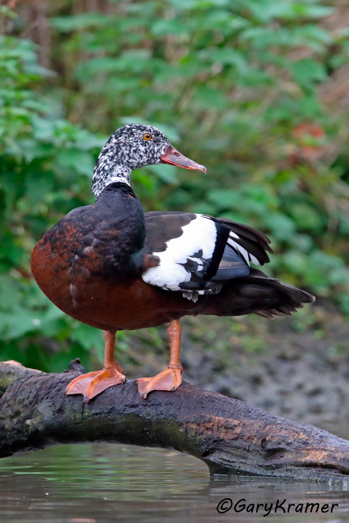 White-winged Duck (Asarcornis scutulata)  White-winged Duck (Asarcornis scutulata) - EBWAs#038d(2)