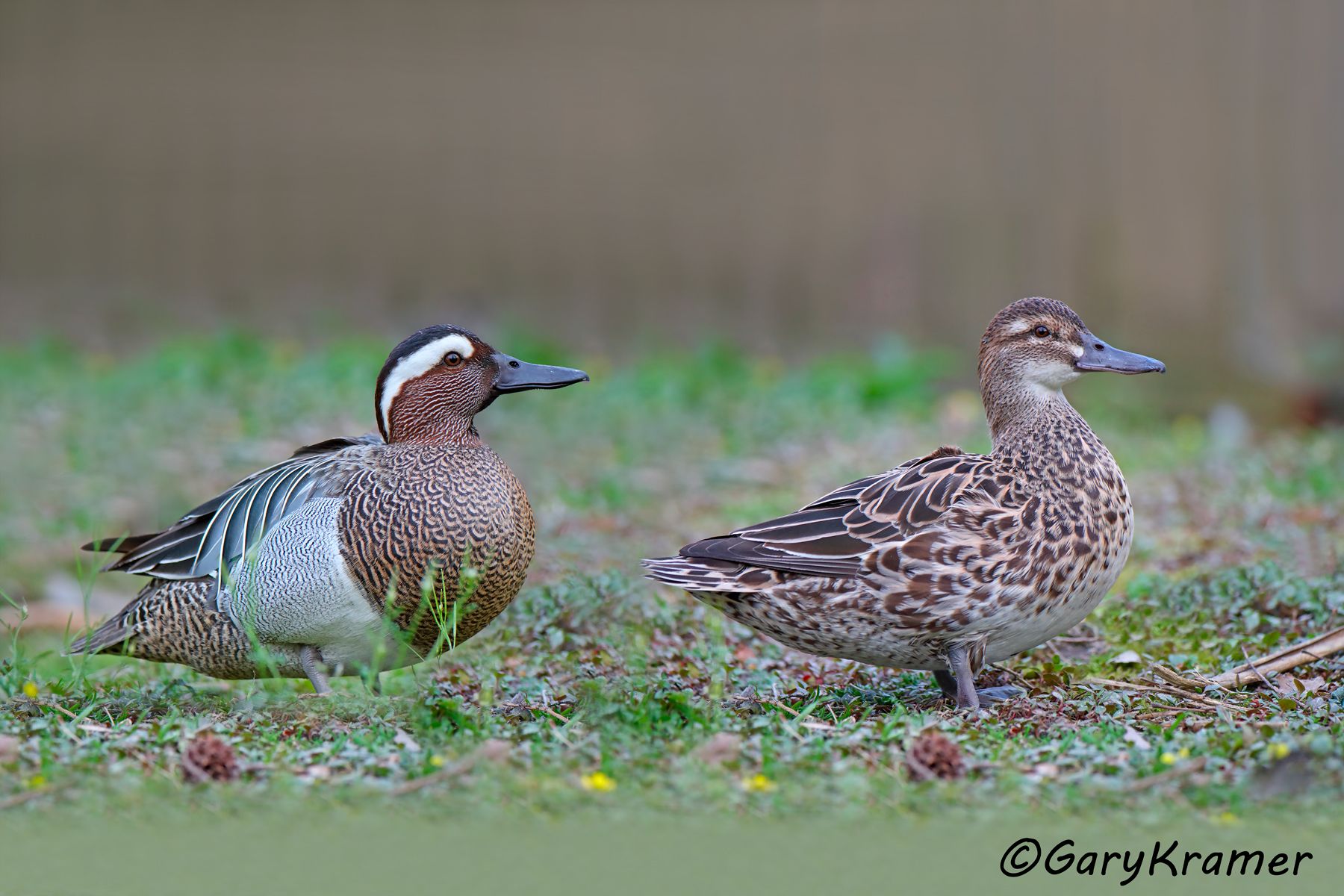 Garganey (Anas querquedula)  Garganey (Anas querquedula) EBWGa#078d(2).jpg