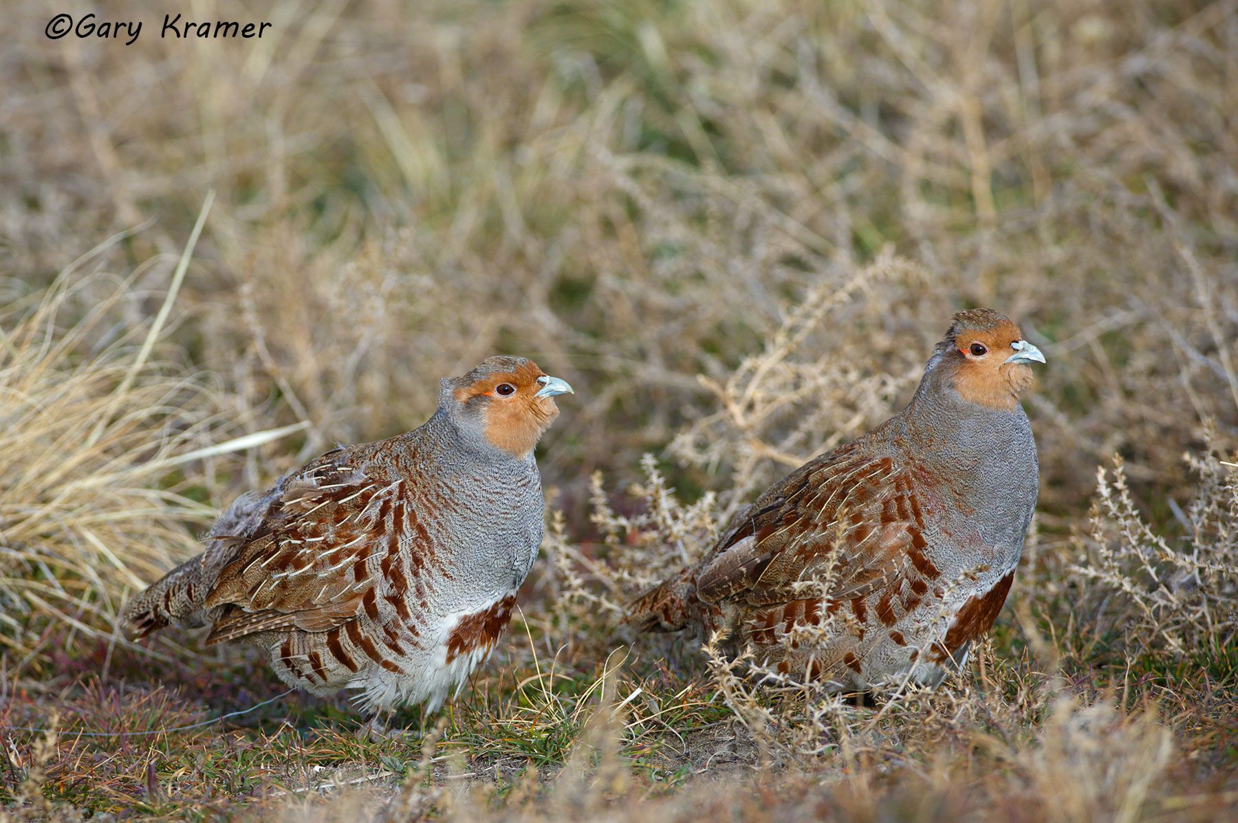 Gray (Hungarian) Partridge (Perdix perdix) Gray (Hungarian) Partridge (Perdix perdix) - NBGGp#247d