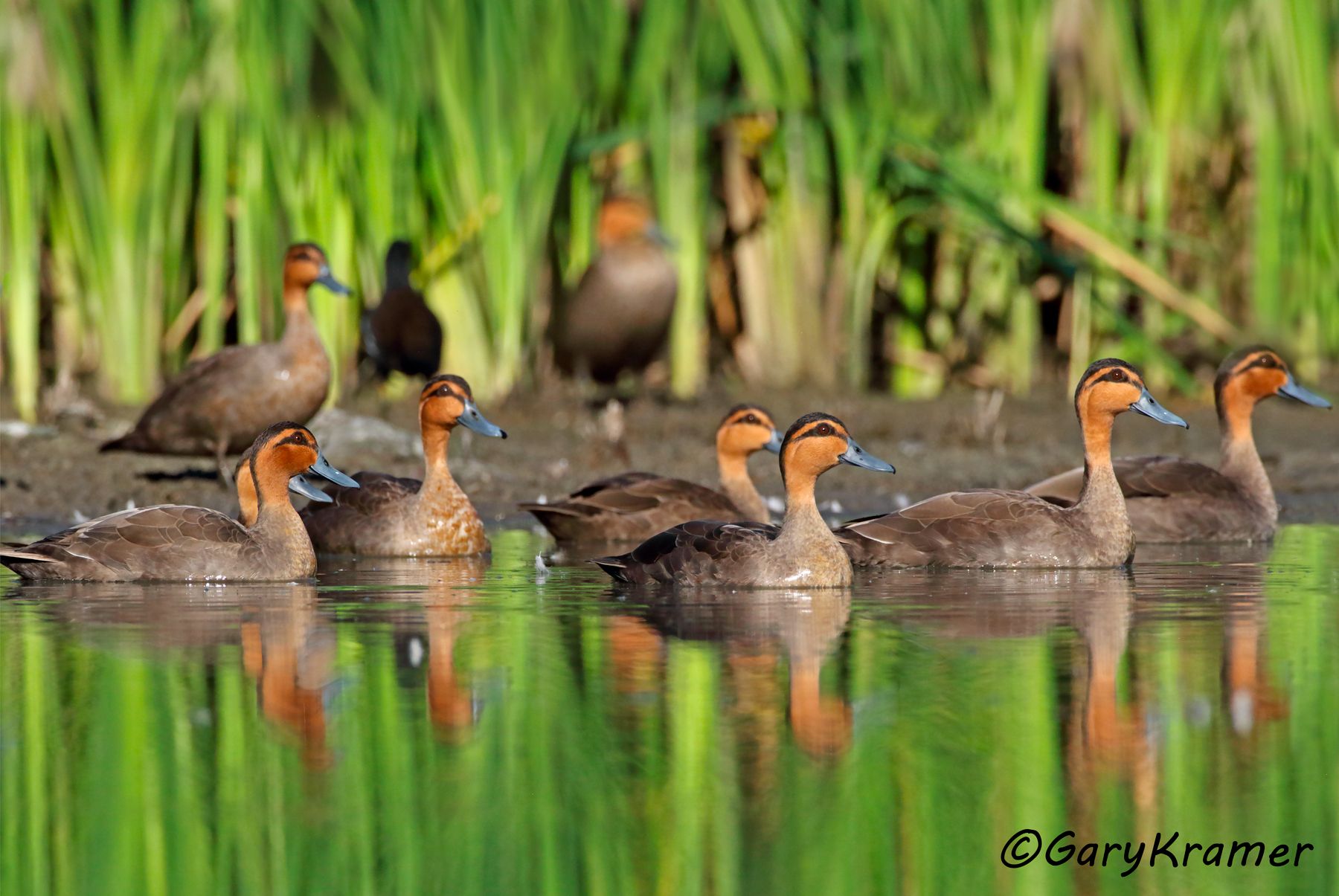 Philippine Duck (Anas luzonica)  Philippine Duck (Anas luzonica) - PBWP#172d