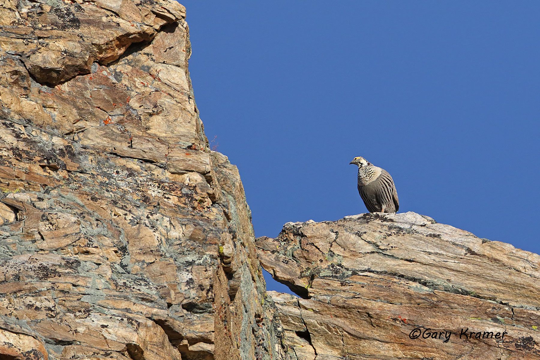 Himalayan Snowcock (Tetraogailus himalayensis) Himalayan Snowcock (Tetraogailus himalayensis) - NBGSh#046d(5)