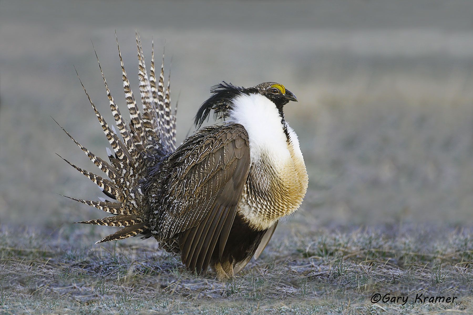 Gunnison Sage Grouse (Centrocerus minimus) Gunnison Sage Grouse (Centrocerus minimus) - NBGGa#001d
