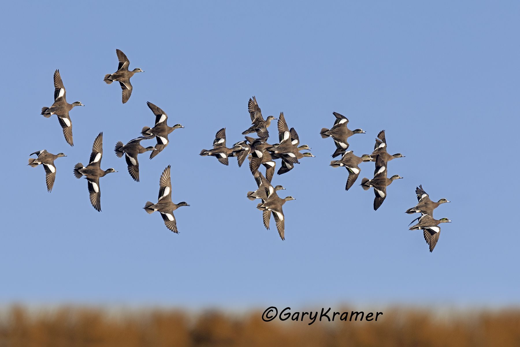 American Wigeon (Anas americana) - NBWW#2358d(2)
