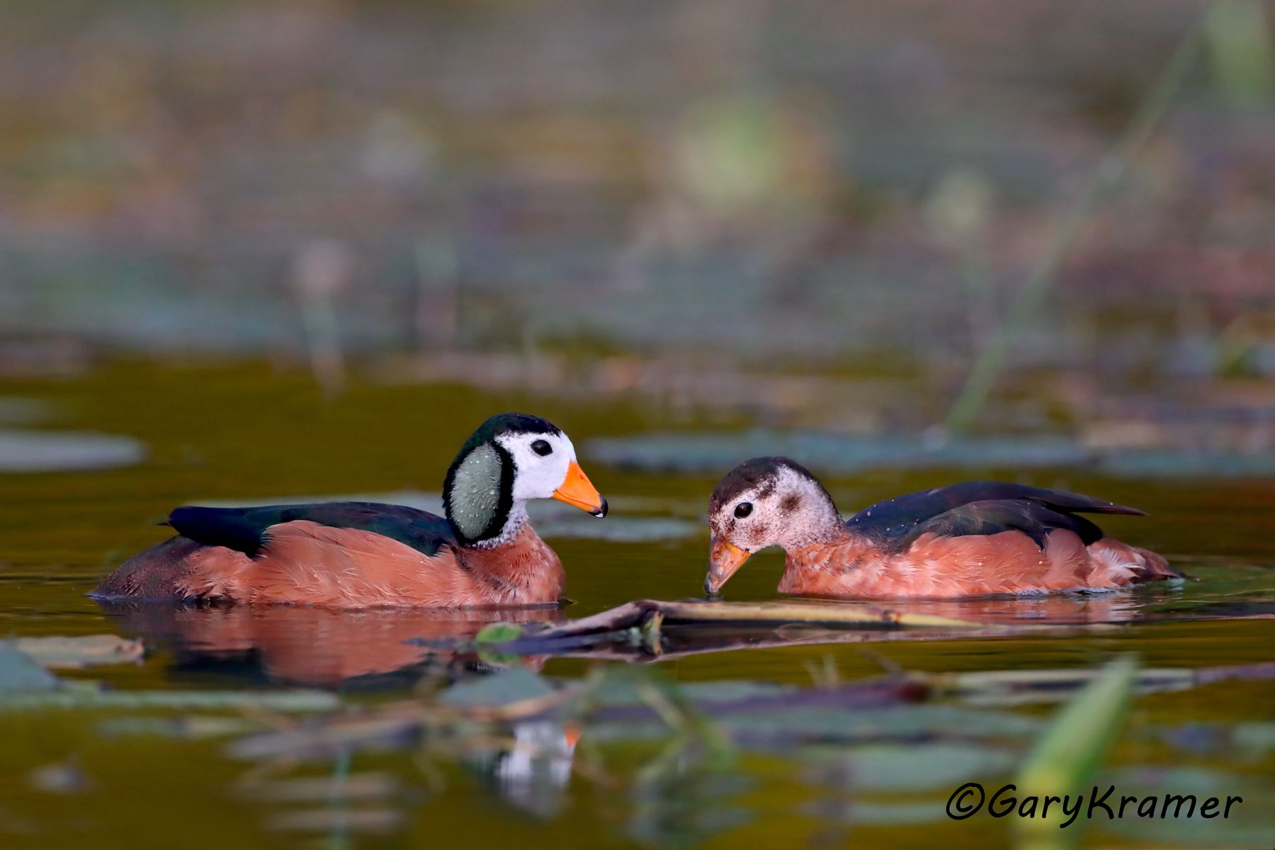 African Pygmy Goose (Nettapus auritus)  African Pygmy Goose (Nettapus auritus) - ABWPg#147d(2) (Ethiopia)