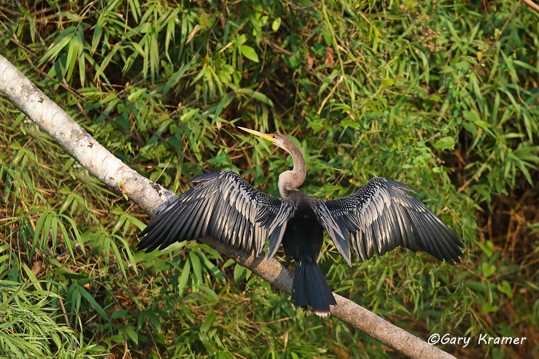 Anhinga (Anhinga anhinga) Anhinga (Anhinga anhinga) - NBA#105d