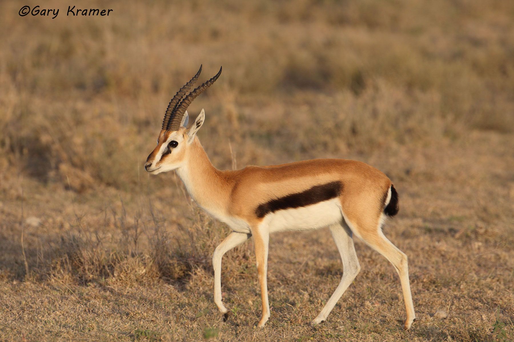 Thomson's Gazelle (Gazella thomsoni) Thomson's Gazelle (Gazella thomsoni) - AMUG#071d