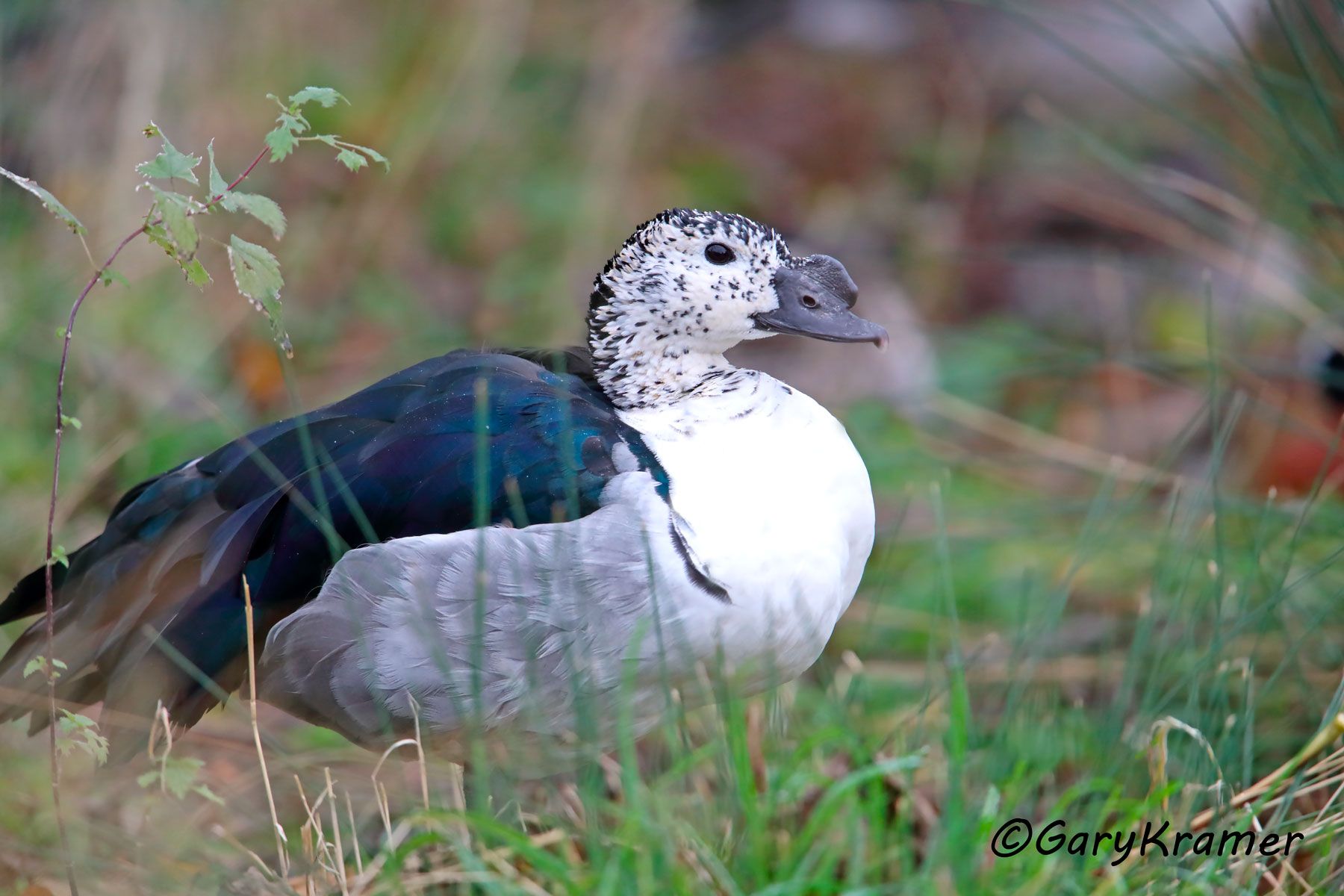 Knob-billed Duck (Sarkidiornis melanotos)  Knob-billed Duck (Sarkidiornis melanotos) - ABWC#090d