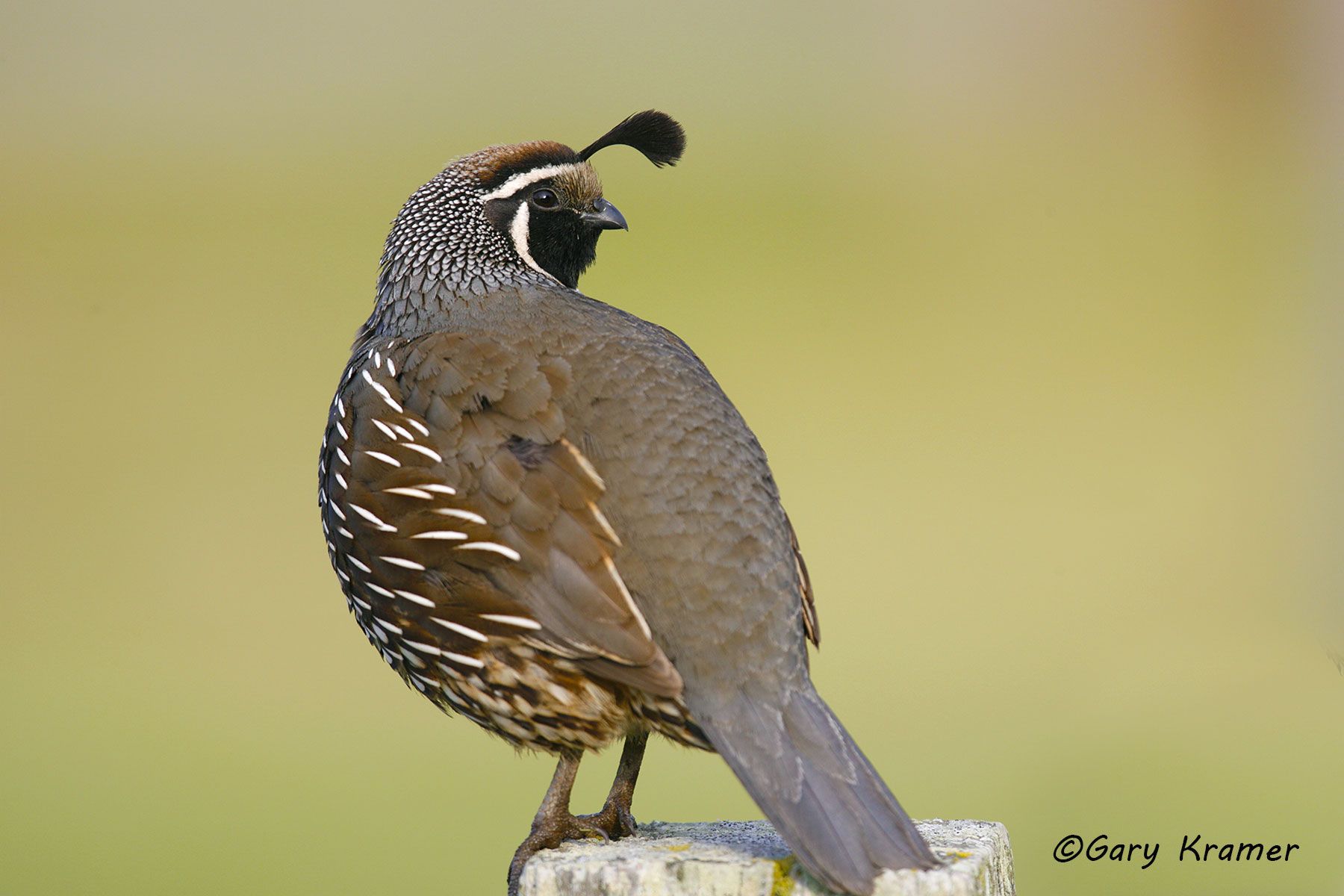 California Quail (Callipepla californica) - NBGQc#304d