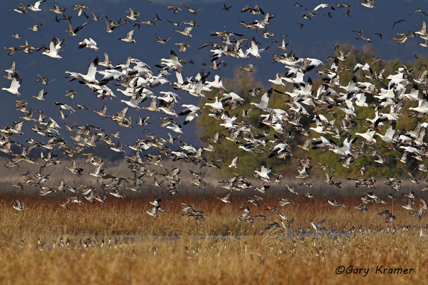 Northern Pintail/Northern Shoveler/Snow Goose/White-fronted Goose/Ross's Goose/American Wigeon Northern Pintail/Northern Shoveler/Snow Goose/White-fronted Goose/Ross's Goose/American Wigeon - NBWX#783d