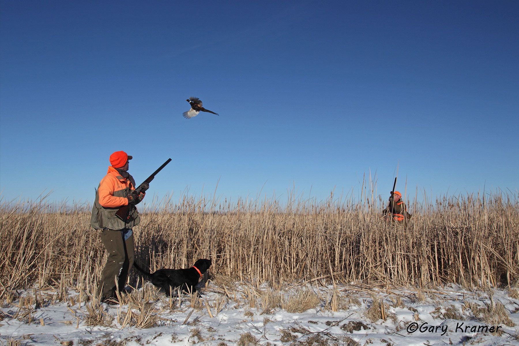 Hunter(s) shooting at flushing Pheasant Hunter(s) shooting at flushing Pheasant - NHPlf#074d