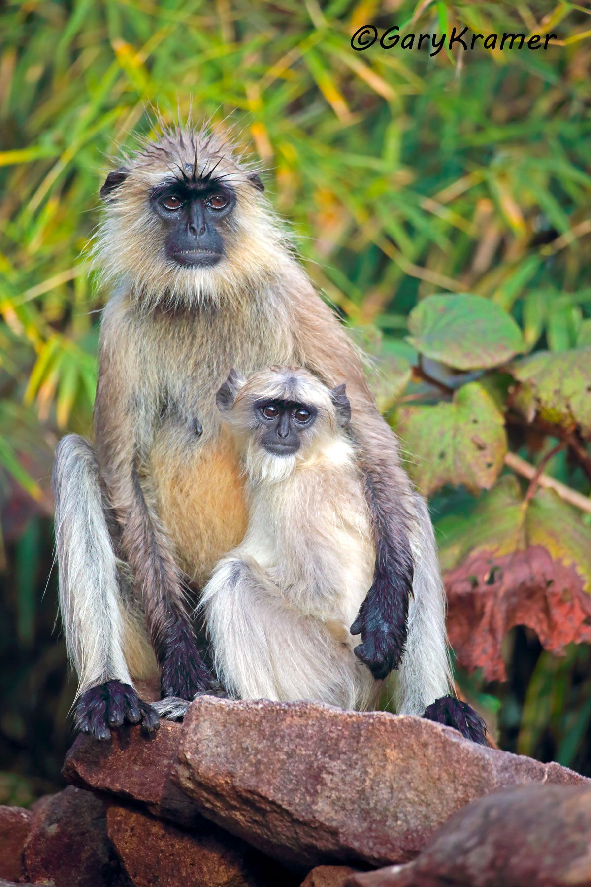 Gray Langur (Semnopithecus dussumien) - IMIg#058d