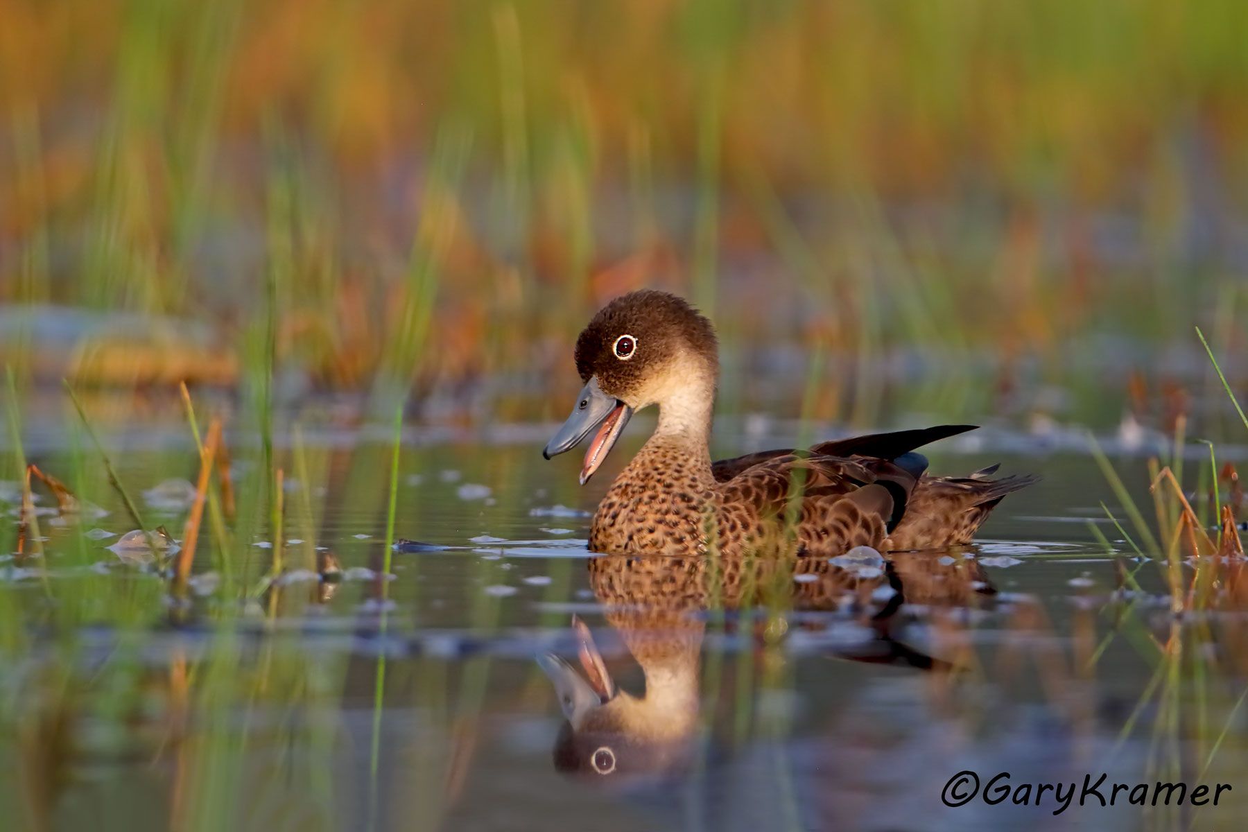 Andaman Teal (Anas albogularis)  Andaman Teal (Anas albogularis) - IBWTaa#379d