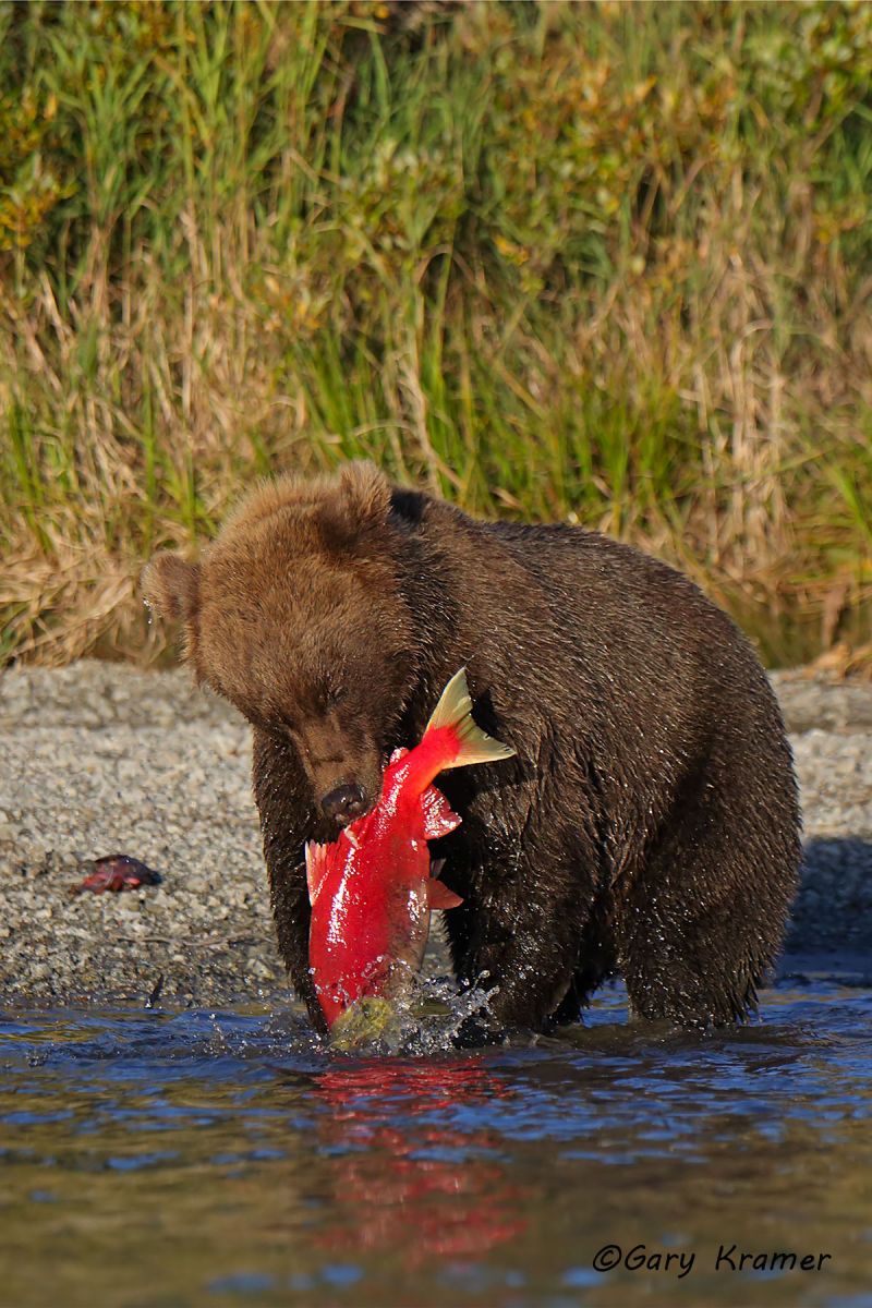 Alaskan Brown Bear (Ursus middlendorffi) by GaryKramer.net, 530-934-3873, gkramer@cwo.com Alaskan Brown Bear (Urusus middlendorffi) - NMBA#393d