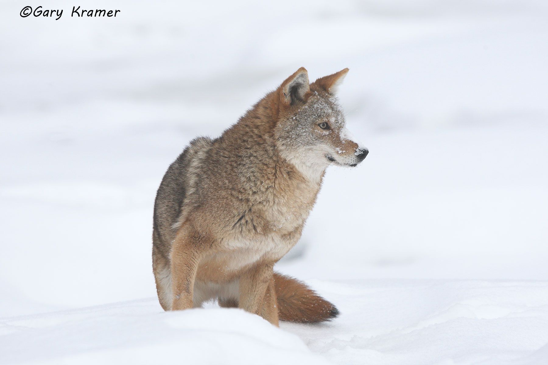 Coyote (Canis latrans) - NMC#380d
