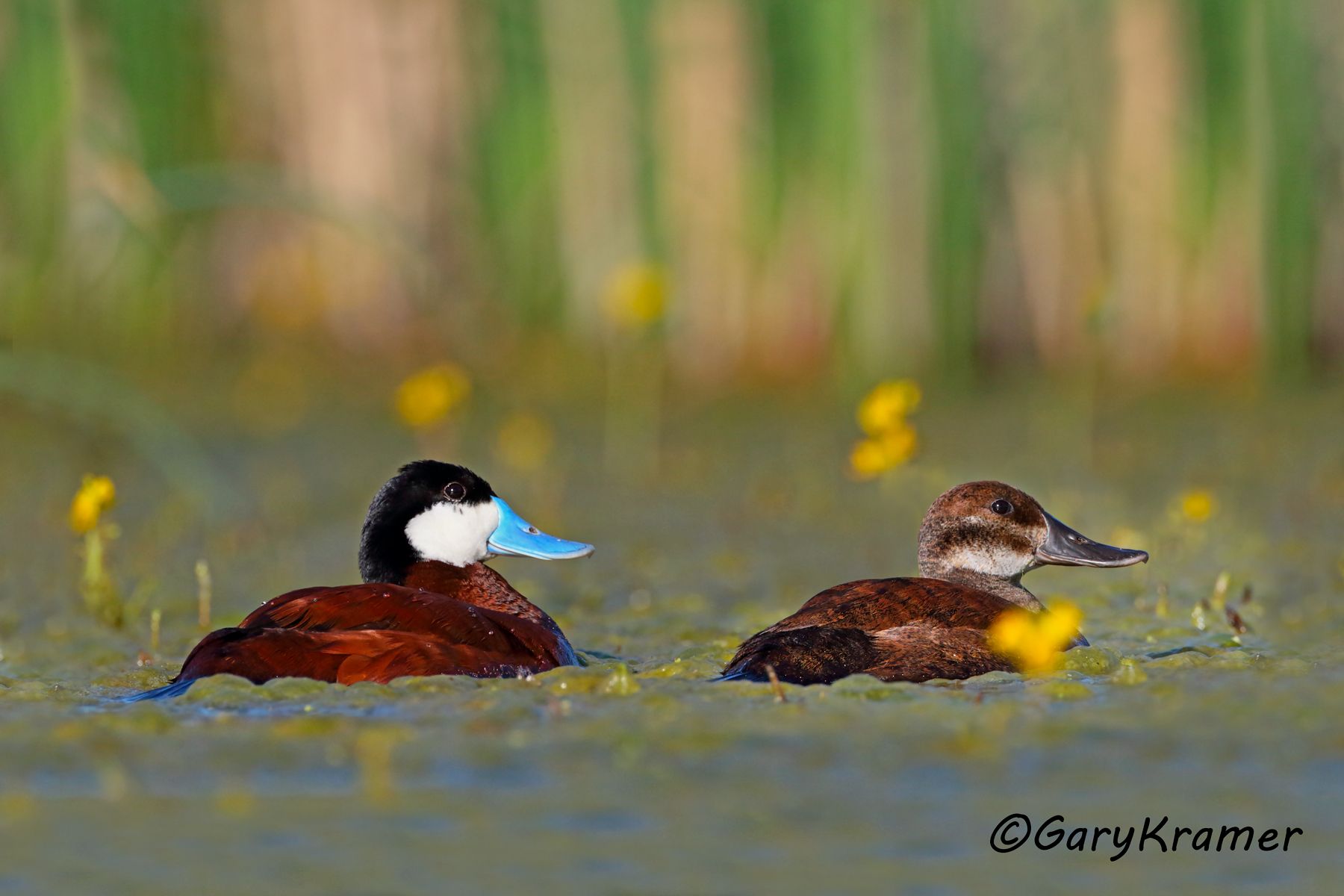 Ruddy Duck (spring) (Oxyura jamaicensis) Ruddy Duck (spring) (Oxyura jamaicensis) - NBWRs#1027d(2)