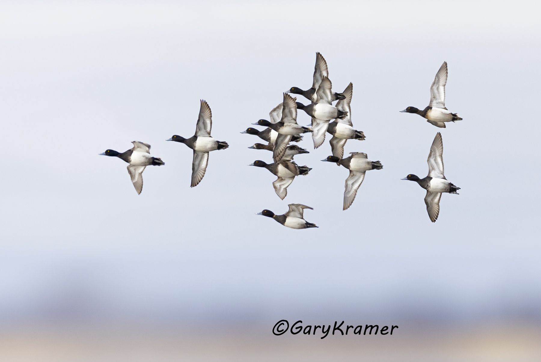 Lesser Scaup (Aythya affinis) - NBWSl#2206d