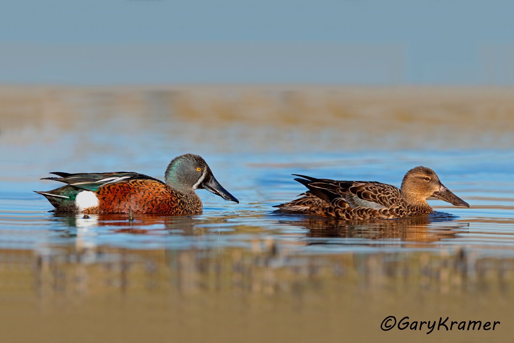 Australasian Shoveler (Spatula  rhynchotis)  Australasian Shoveler (Spatula rhynchotis) - OBWS#159d(2)