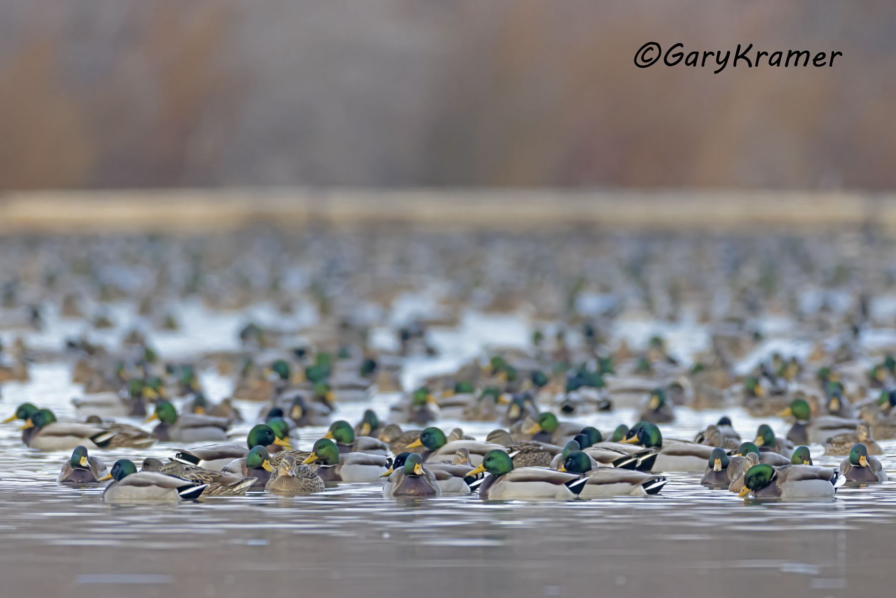 Mallard (Anas platyrhynchos) - NBWM#8030d