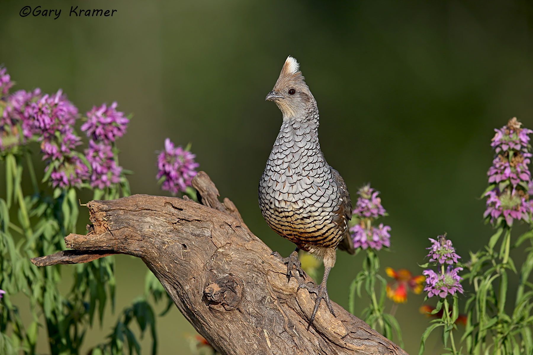 Scaled Quail (Callipepla squamata) - NBGQs#1137d
