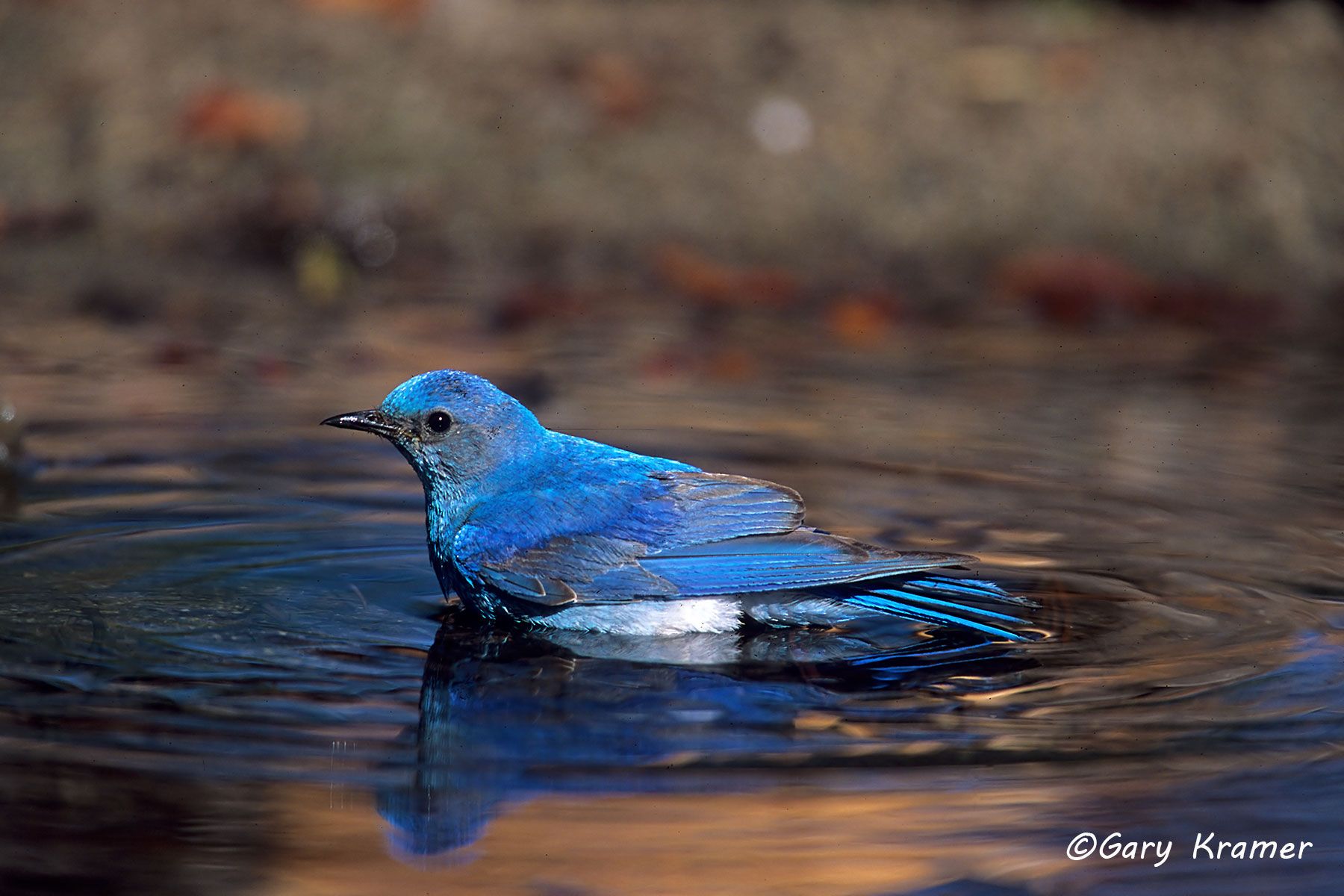 Mountain Bluebird (Sialia currucoides) Mountain Bluebird (Sialia currucoides) - NBTLm#055