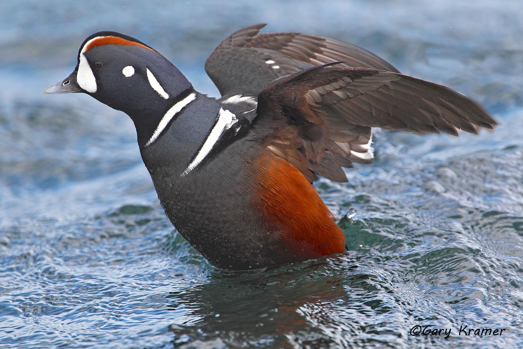 Harlequin Duck (Histrionicus histrionicus) Harlequin Duck (Histrionicus histrionicus) - NBWH#228d
