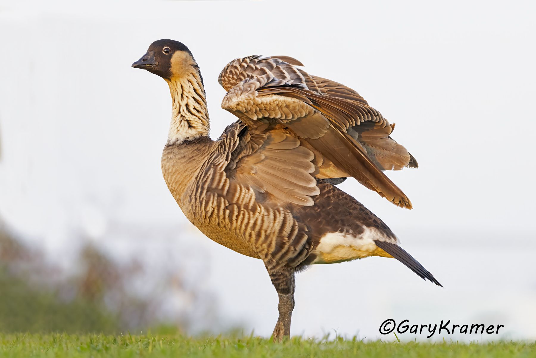 Nene Goose (Hawaiian) (Branta sandvicensis) - NBWN#577d
