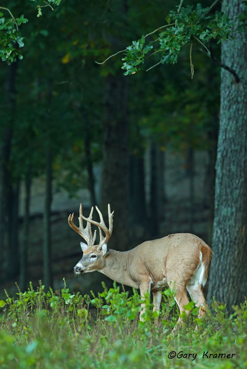 White-tailed Deer (Odocoileus virinianus) by GaryKramer.net, 530-934-3873, gkramer@cwo.com White-tailed Deer (Odocoileus virinianus) - NMDW#1048d