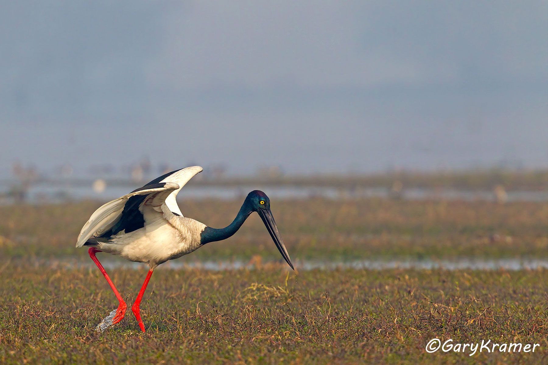 Black-necked Stork (Xenorhynchus asiaticus) - IBSb#014d