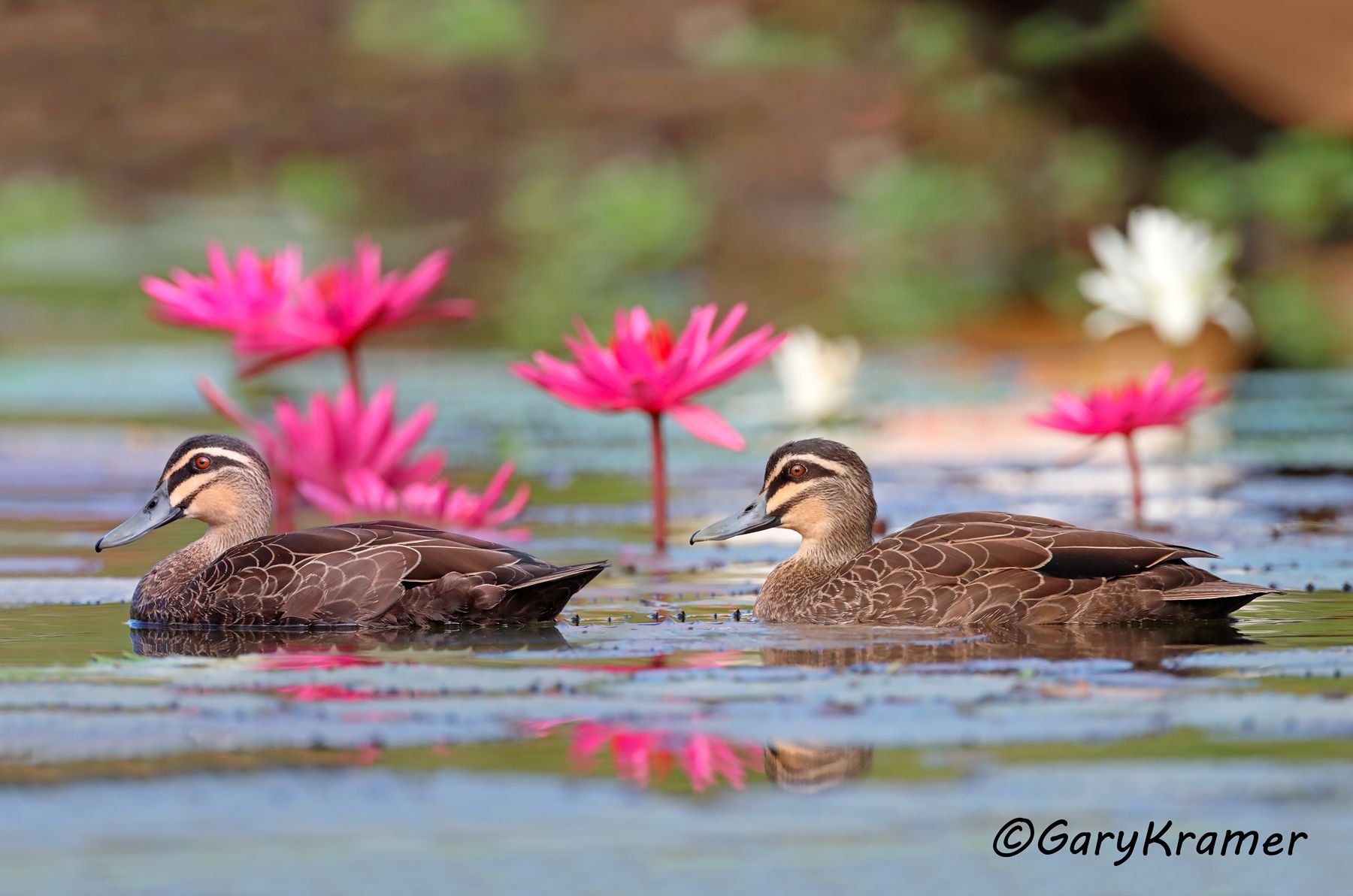 Pacific Black Duck (Anas superciliosa)  Pacific Black Duck (Anas superciliosa) - OBWB#392d(3)