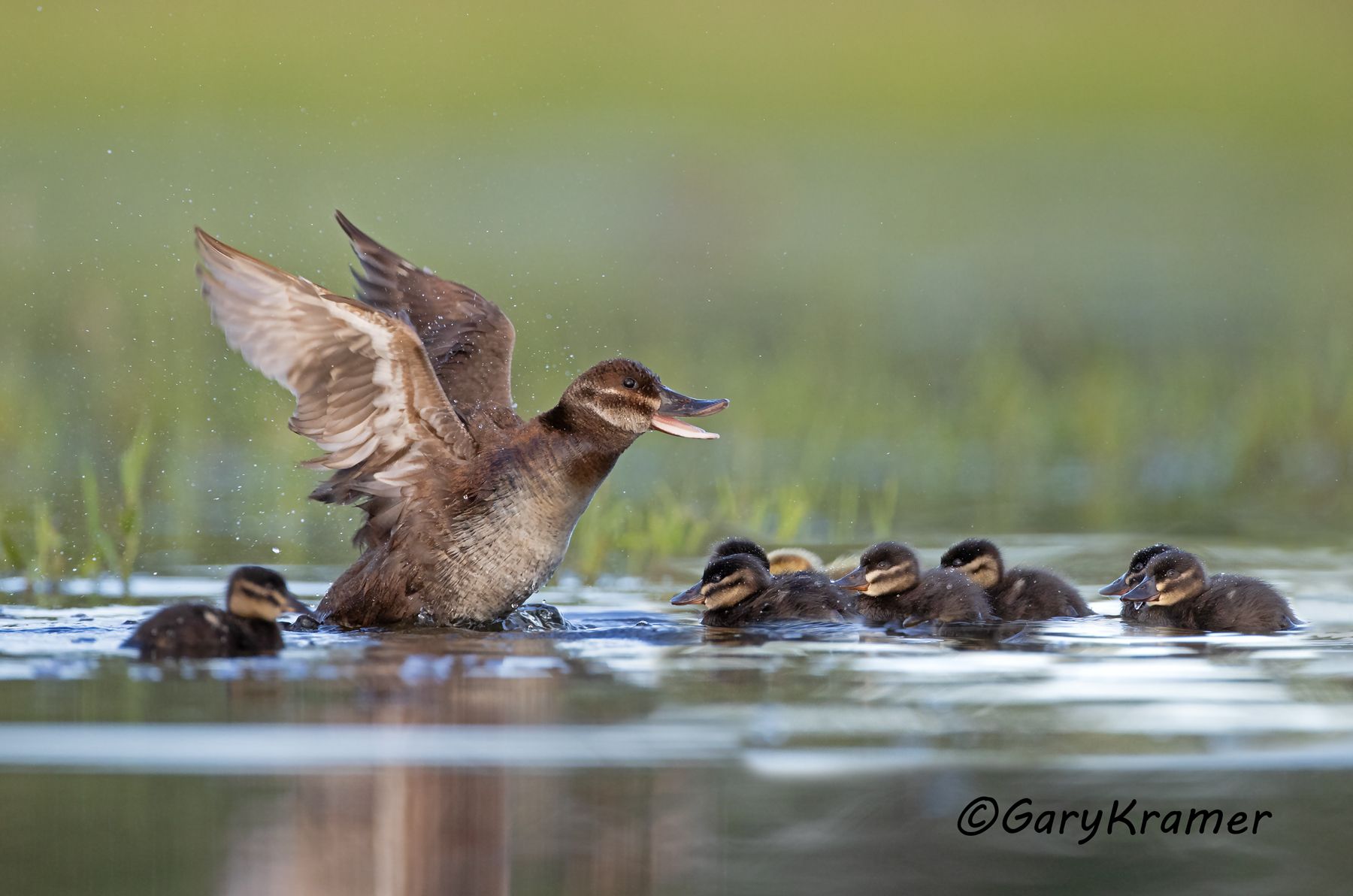 Ruddy Duck (spring) (Oxyura jamaicensis) Ruddy Duck (spring) (Oxyura jamaicensis) - NBWRs#1210d(3)