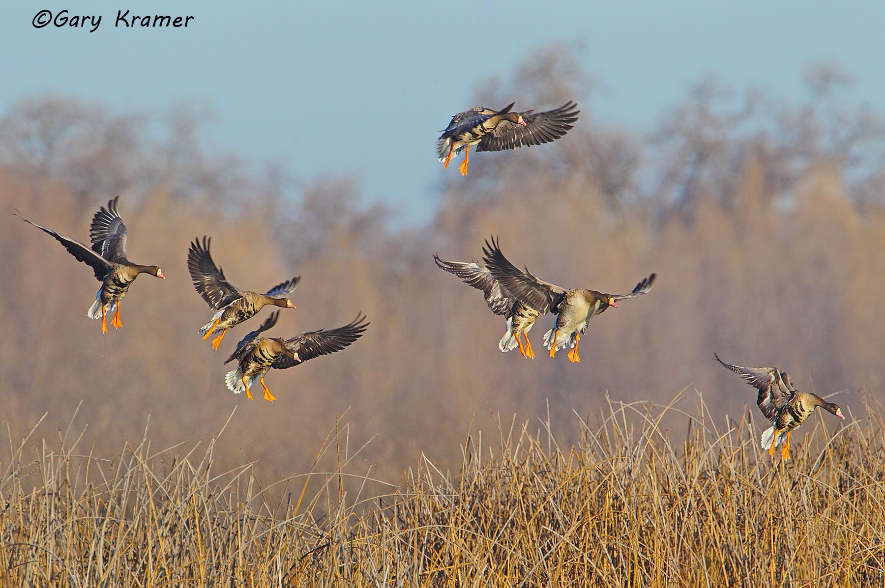 White-fronted Goose (Anser albifrons) - NBWWf#808d