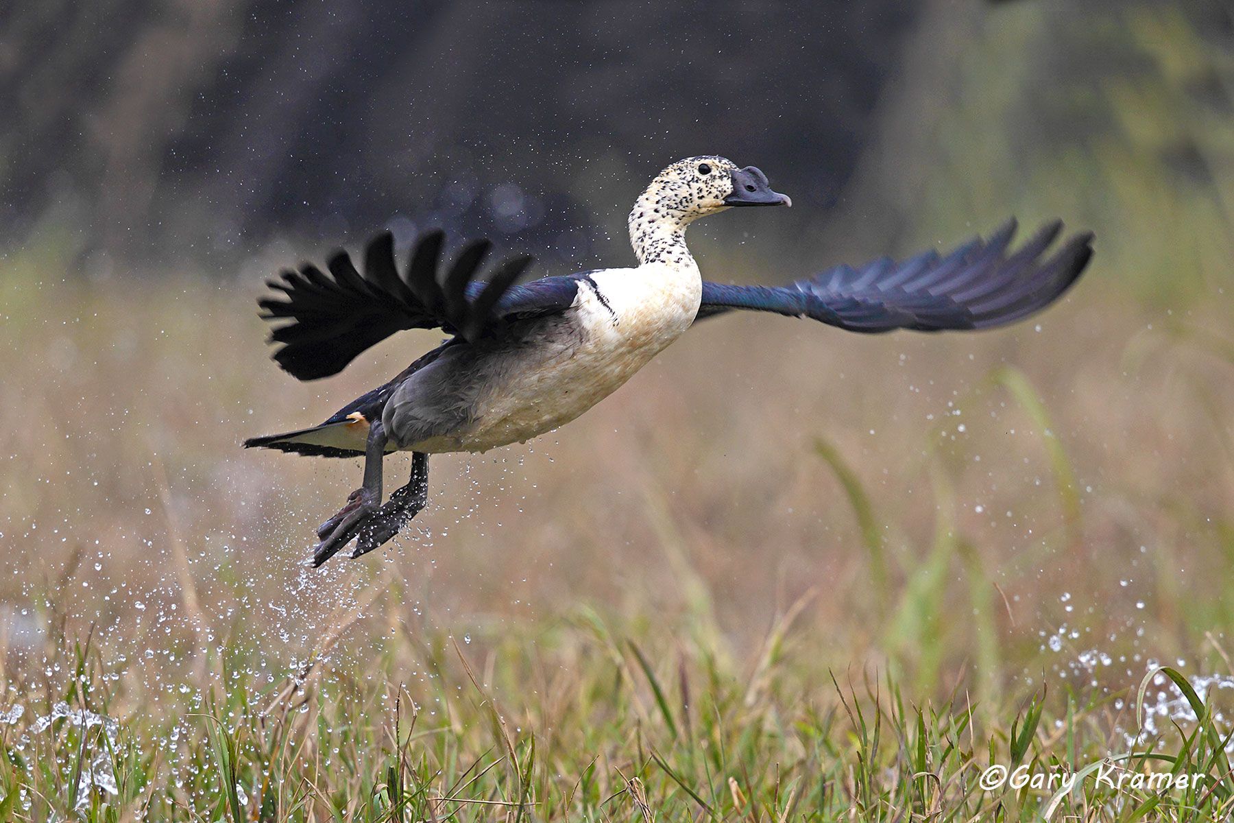 Comb Duck (Sarkidiornis melanotos) India - ABWC#083d.jpg