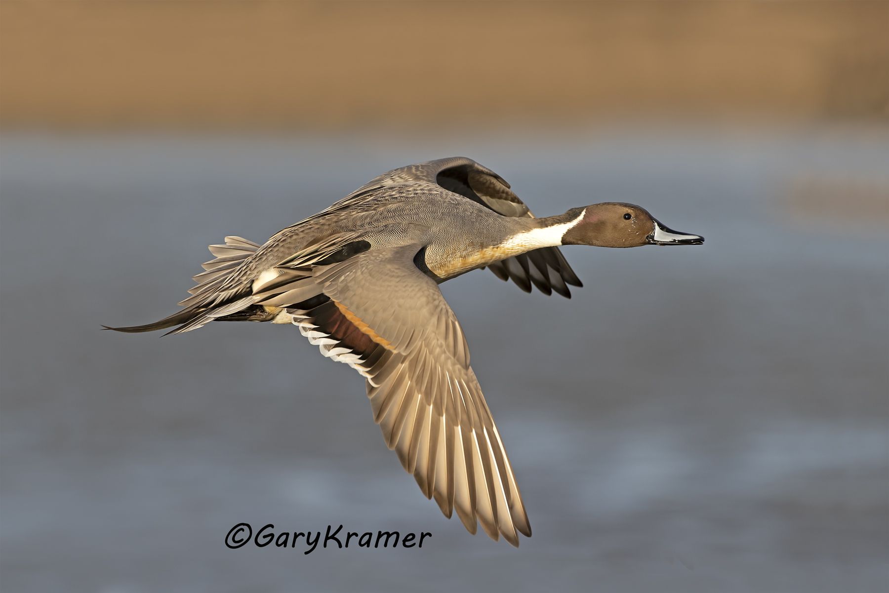Northern Pintail (Anas acuta) - NBWP#222d(2)